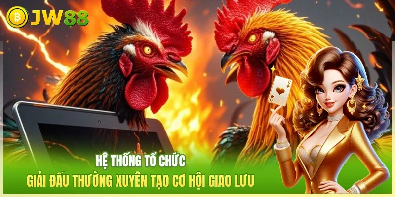 Đá Gà JW88: Đấu Trường Trực Tiếp Uy Tín Số 1 Châu Á 2026